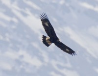 Aquila reale, di F. Veronesi