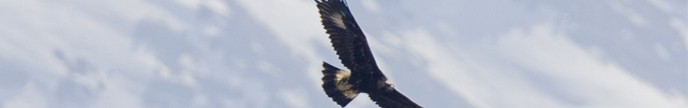 Aquila reale, di F. Veronesi
