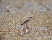 Calandrella, www.justbirds.it
