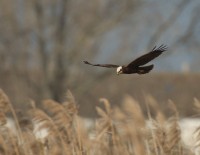 Falco di palude, di F. Damiani