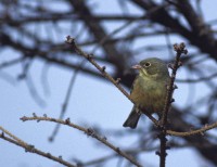 Ortolano, di B. Capitani