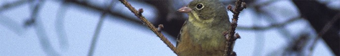 Ortolano, di B. Capitani Ortolano, di B. Capitani