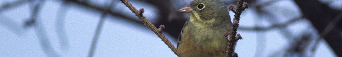 Ortolano, di B. Capitani