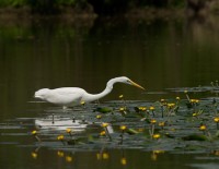 Airone bianco maggiore, di F. Damiani