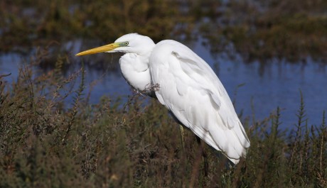 Airone bianco maggiore, di G. Rannisi