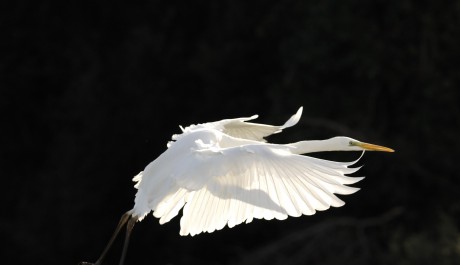 Airone bianco maggiore, di M. Bonora