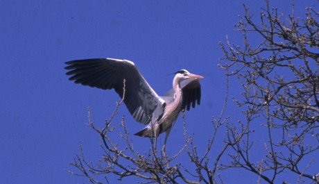 Airone cenerino