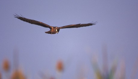 Albanella minore, di M. Bottoni 