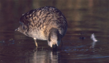 Anatra marmorizzata, di M. Ravasini 