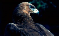 Aquila di Bonelli, di M. Terrasse