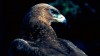 Aquila di Bonelli, di M. Terrasse