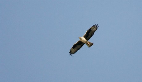 Aquila di Bonelli, di F. Veronesi