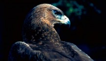 Aquila di Bonelli, di M. Terrasse