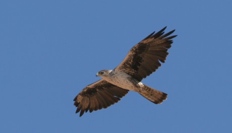 Aquila di Bonelli, di M. Mendi