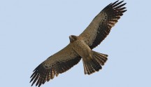 Aquila minore, di W. Vivarelli