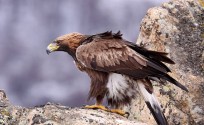 Aquila reale subadulto, di M. Mendi