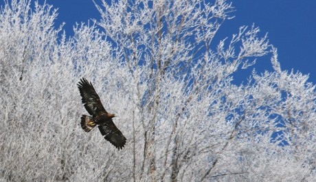 Aquila reale, di M. Mendi