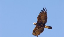 Aquila reale, di M. Messa