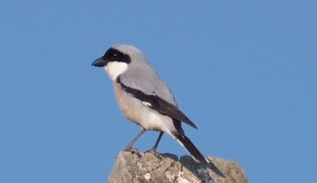 Averla cenerina, di L. Andena