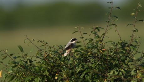 Averla cenerina, di www.justbirds.it