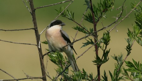 Averla cenerina, di M. Mendi