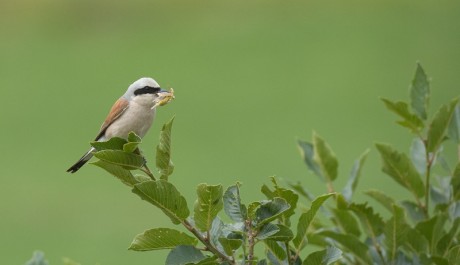 Averla piccola, di F. Damiani