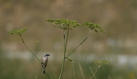 Averla piccola, di F. Damiani