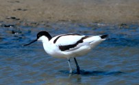 Avocetta, di L. Andena