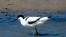 Avocetta, di L. Andena