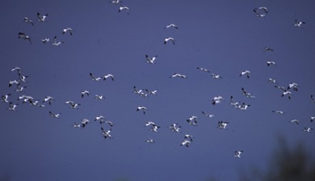 Avocetta, di www.justbirds.it 