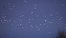 Avocetta, di www.justbirds.it 