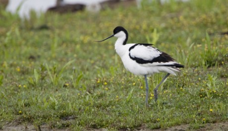 Avocetta, di F. Veronesi