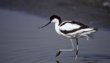 Avocetta, di B. Capitani