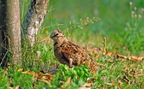 Beccaccia, di L. Sebastiani - www.birds.it