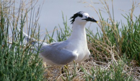 Beccapesci, di M. Bonora