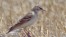 Calandrella, di www.justbirds.it 