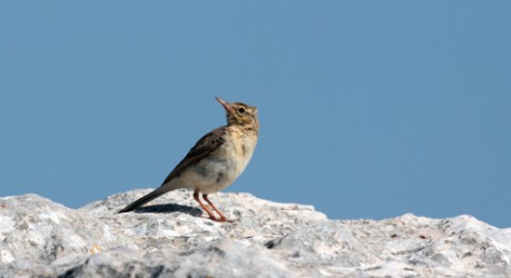 Calandro, di V. Cavaliere