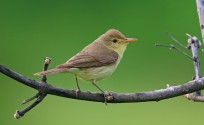 Canapino comune, di Luigi Sebastiani, www.birds.it