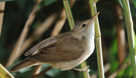 Cannaiola comune, di M. Bonora