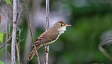 Cannaiola verdognola, di L.Sebastiani