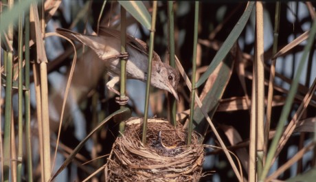 Cannareccione, di M. Ravasini