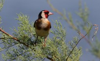 Cardellino, di Francesco Cilea