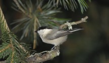 Cincia alpestre, di Maurizio Bonora