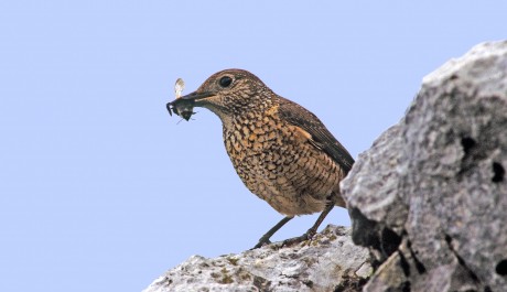 Codirossone, di L. Sebastiani da www.birds.it