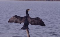 Cormorano, di R. Sauli