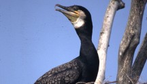 Cormorano, di R. Sauli