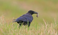 Cornacchia nera, di Luigi Sebastiani da www.birds.it