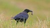 Cornacchia nera, di Luigi Sebastiani da www.birds.it