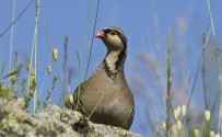 Coturnice di Sicilia, di T. Puma