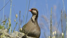 Coturnice di Sicilia, di T. Puma